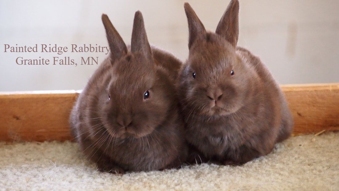 Havana rabbit for sale in Minnesota, Painted Ridge Rabbitry, baby havanas